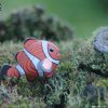 3D puzzle Eugy clownfish - 3/6