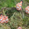 3D puzzle Eugy clownfish - 4/6