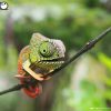 3D puzzle Eugy chameleon - 3/6